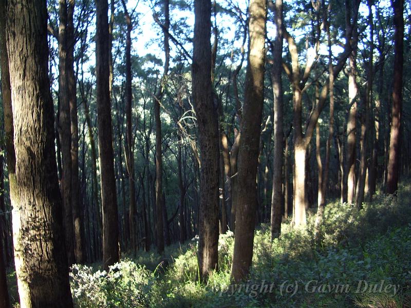 Forests near Sassafras IMGP1102.JPG